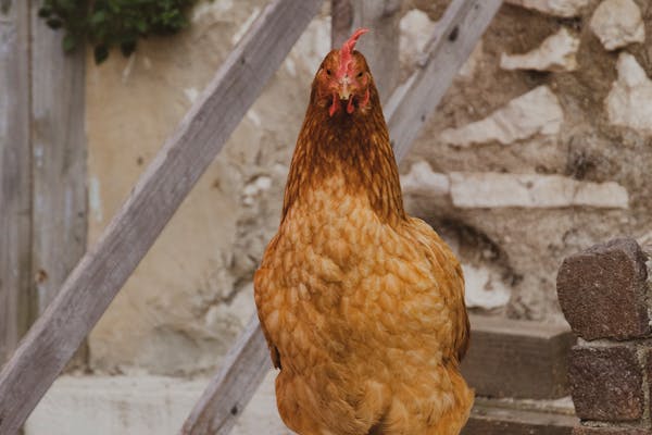 pexels-photo-9992758